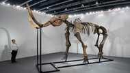 Meatball from extinct mammoth unveiled by food tech firm