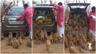 Video of man feeding troop of monkeys unlimited number of banana leaves many amazed
