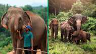 TikTok video of elephants rushing to meet caretaker after several years gets 19M view, peeps moved