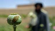 Poppy growth down 95% in Afghanistan since Taliban ban: UN