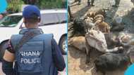 Police busted a goat snatching syndicate with 28 stolen animals, shares their strategy