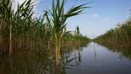 Austria and Hungary fight nature to stop lake vanishing