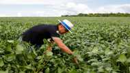 Natural pesticides gain ground in 'agri-tox' capital Brazil