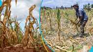 Food insecurity concerns ramp up as drought causes crops to wither in Ghana's northern sector