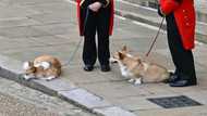 Corgis, pony play part as Queen Elizabeth laid to rest