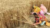 Countries growing 70% of world's food face 'extreme' heat risk by 2045