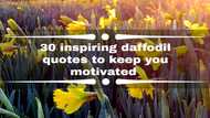 30 inspiring daffodil quotes to keep you motivated and going forward