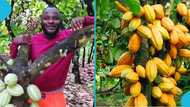 Cocoa farmer in Cameroon advises GH farmers to keep patience as Cameroon sees price boom