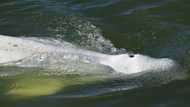 France readies rescue of beluga astray in Seine