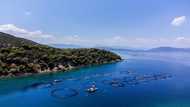 Aquaculture overtakes wild fisheries for first time: UN report