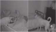 Video shows dog checking on owner's sleeping kids at night to make sure they're okay