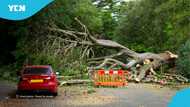 "Total gridlock": Commuters stranded as giant tree collapses on Achimota-GIMPA stretch