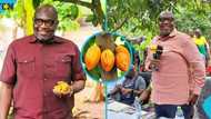 COCOBOD cuts salaries of executive management to tackle the cocoa sector crisis