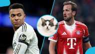 Champions League: Mysterious cat predicts Madrid vs Bayern blockbuster (Video)