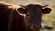China agrees to lift ban on Spanish beef imports