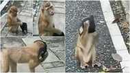 Social media reacts as monkey skillfully wears face masks to protect itself