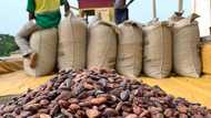 Ghana should be concerned about China's exportation of cocoa - COCOBOD