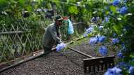 Chinese tea hub branches into coffee as tastes change