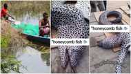 Lucky fisherman catches big honeycomb fish worth thousands of cedis, video emerges as he disappoints people