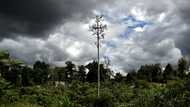Papua New Guinea lifts ban on forest carbon credits