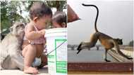 Tears flow as 12-day-old baby dies after being snatched from mother's lap by monkey