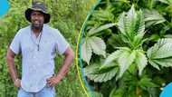 John Dumelo shows interest in being a ganja farmer after NACOC Bill 2023 passage, Ghanaians react