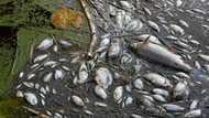 Poland blames toxic algae for Oder river fish kill