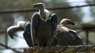 Over 150 endangered vultures poisoned to death in southern Africa