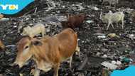 The cattle invasion of urban areas is opening doors to a new health crisis