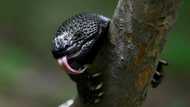 Saving Guatemala's poisonous 'Sleeping Child' lizard