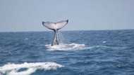 Man lives to see another day after being swallowed by whale: "I'm here to tell it"