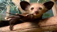 Take your pick: Aye-aye joins ranks of snot-eaters