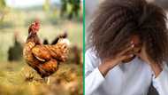 Little girl's reaction while holding a live chicken in fear amuses peeps, video goes viral