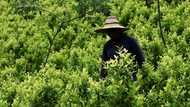Aiming a blow at narcos, Colombia pays farmers to uproot coca
