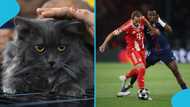 Psychic cat picks winner for Bayern Munich vs PSG Champions League semi-final clash