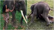 Tall lady who baby elephant removed her skirt in viral video speaks; people react