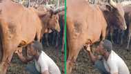 TikTok video of man drinking milk straight from cow's teat sparks concern