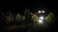 Climate change pushes Bordeaux winemakers to harvest at night