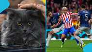 Arsenal vs ATM: Mysterious cat makes bold prediction for Champions League semi-final tie
