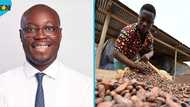 Ghana government increases cocoa producer price by 62.58 per cent