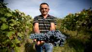 Grapes of wrath: Albania winemakers struggle with warmer world