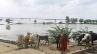 Heat, then floods ruin Pakistani farmers' livelihoods