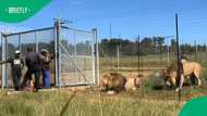 Viral TikTok video of men feeding lions at a game park sparks mixed reactions online