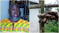 American businessman urges Ghanaians to invest in agriculture: “There are many opportunities here"