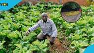 Farmer laments price disparity in Ghana, despite bumper harvest in his produce