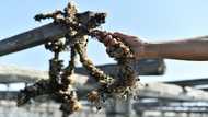 Heatwave batters Spain's Mediterranean mussel crop