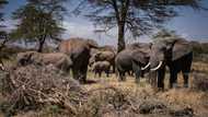 'Extraordinary' elephant that survived poaching dies in drought-hit Kenya