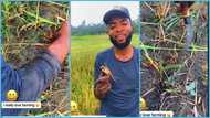 Handsome Ghanaian boy Francis Newton catches wild crab with great skill in viral video