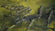 Drought scuppers salmon fishing season in California