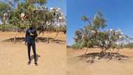Video of man posing with goats on a tree raises many eyebrows on social media